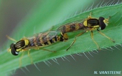 Sphaerophoria scripta